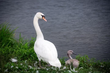 Foto op Aluminium Swan with baby swan cygnet © Schaefer Photography