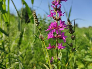 flowers in the field