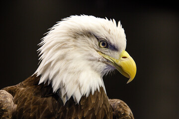Bald Eagle Close Up