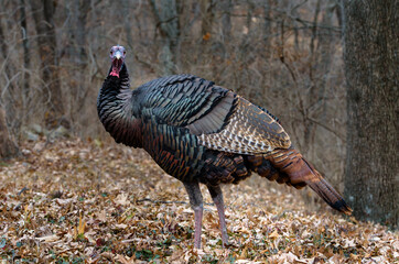 Turkey Looking at Camera