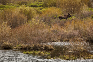 Moose in Field