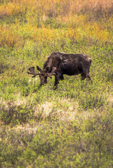 Male Moose eating grass
