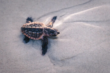 tiny sea turtle on sand
