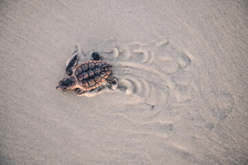 baby sea turtle on sand