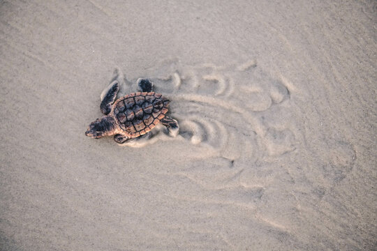 Baby Sea Turtle On Sand