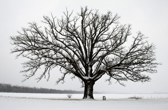Oak Tree with snow