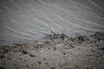 White wagtail next to the pond close-up.