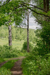 Landscape with lush foliage of green leaves and a footpath.