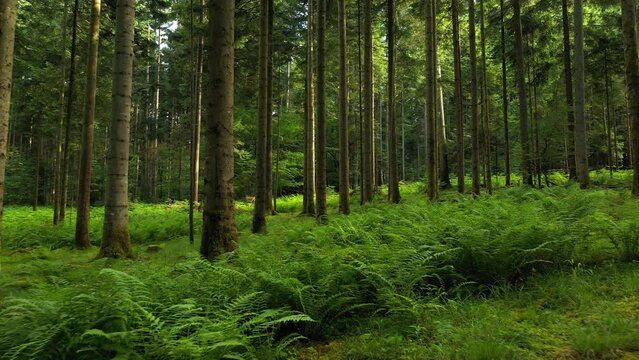 Slow movement drone footage inside green woods with trees and fern. 
