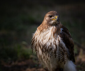 Round Wing Eagle (Buteo buteo) also known by (Aguia de asa redonda), close up portrait of this beautiful bird of prey, Portugal.