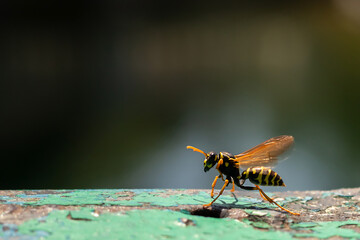 Wasp close-up. Yellow pattern on the black body of the wasp. Place for text. Copyspace. Blurred background.