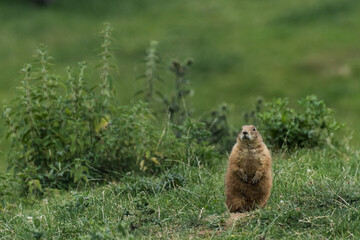 Naklejka na ściany i meble single little dear prairie dog sits on a green meadow