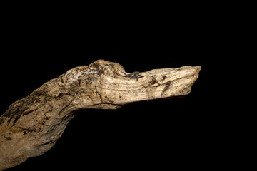 Driftwood carved by water in the shape of a bird