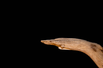Driftwood carved by water in the shape of a bird