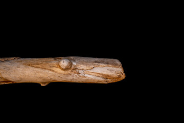 Driftwood carved by water in the shape of a dragon