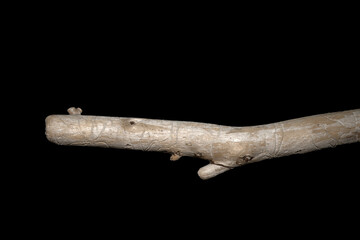 Driftwood carved by water in the shape of a dragon