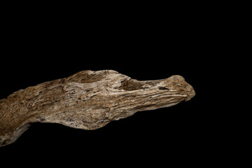 Driftwood carved by water in the shape of a dragon