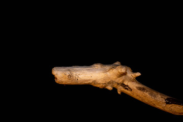 Driftwood carved by water in the shape of a dragon