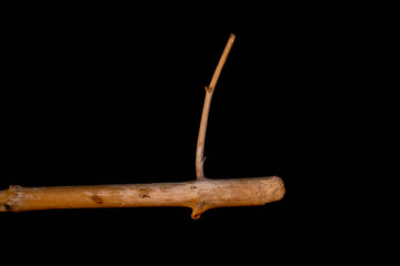 Driftwood carved by water in the shape of a reptile