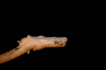 Driftwood carved by water in the shape of a reptile