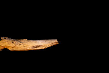 Driftwood carved by water in the shape of a reptile