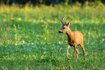 Roe deer, capreolus capreolus, walking on meadow in summer with copy space. Brown buck approaching on green field in sunlight. Antlered animal moving on grassland.