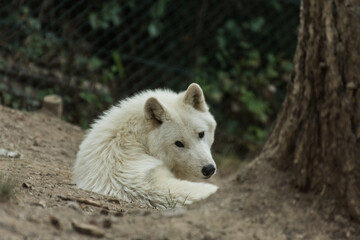 white arctic wolf lies on the ground and looks into the camera