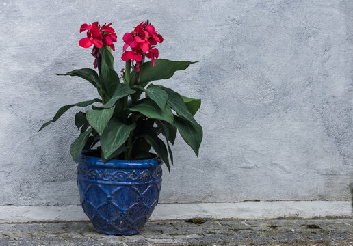 Wonderful Red Flowers In A Blue Pot On A Wall