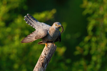 Common cuckoo, cuculus canorus, eating insect on tree in summer nature. Grey winged animal holding prey on wood. Color bird with caterpillar in beak on branch.