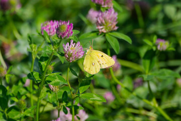 Clouded Yellow (Colias croceus) Butterfly perched on pink flower in Zurich, Switzerland