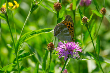 Silver-washed Fritillary butterfly (Argynnis paphia) sitting on pink flower in Zurich, Switzerland