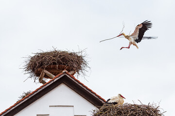 White stork Ciconia ciconia in the landing approach to the nest with building material, Salem, Germany © Jürgen Bochynek