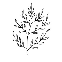 Doodle vector plant with leaves. Botanical illustration