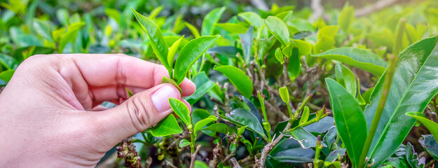 close-up of young green tea leaves and fresh green tea leaves at the tea plantation.