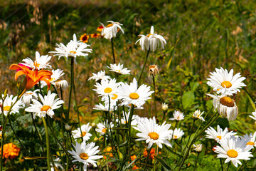 Fototapeta premium White daisies and lilies in the garden.