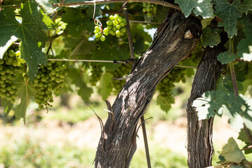 abide with me, vineyard, vine grapes, remain in me © Dyah