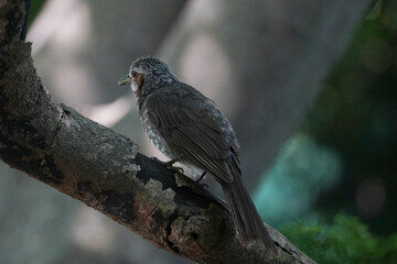 bulbul in a forest