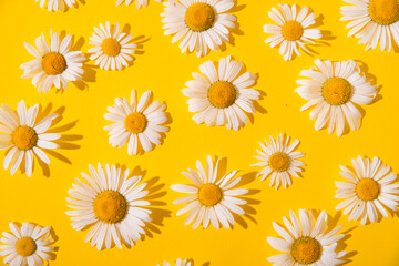 Obraz premium summer daisies on a yellow background