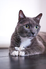 Portrait of a russian blue cat with white neck and paws