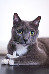 Portrait of a russian blue cat with white neck and paws
