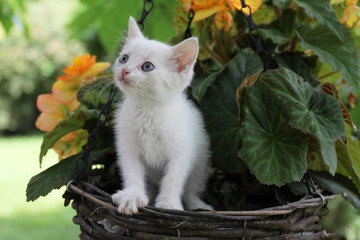 White kitten with orange flowers in the garden - 519360097