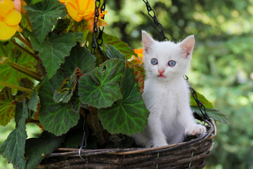 White kitten with orange flowers in the garden - 519360098