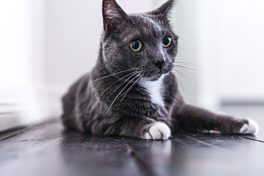 "Russian Blue Cat" Images – Browse 2,044 Stock Photos, Vectors, and ...