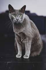 Beautiful Russian blue cat on the floor