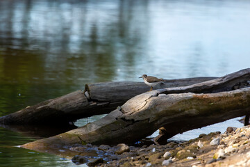 Waders or shorebirds searching for food on the coast and in shallow waters lakes and rivers