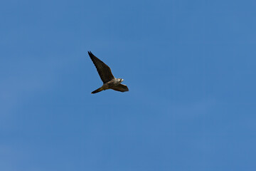 The peregrine falcon (Falco peregrinus). Young female on the hunt.