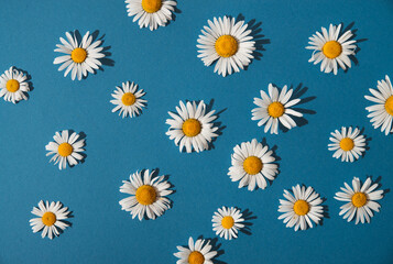 summer daisies on a blue background