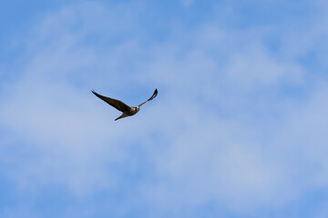 The peregrine falcon (Falco peregrinus). Young female on the hunt.