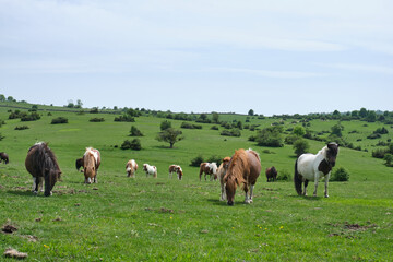 Naklejka na ściany i meble ponies in the pastures of the Sierras de Urbasa and Andia, Navarra, Spain