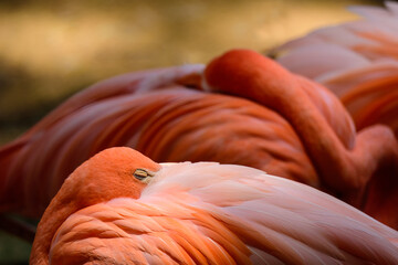 Flamingos are resting or sleeping.